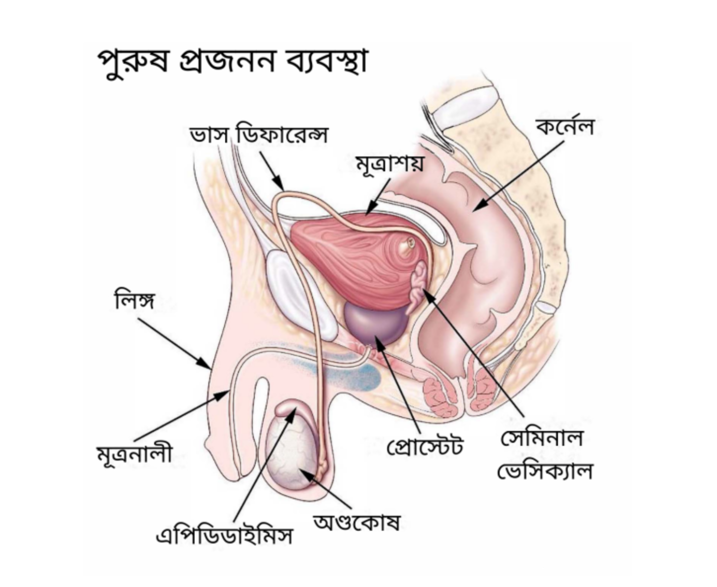 juda hayajonli mushuk